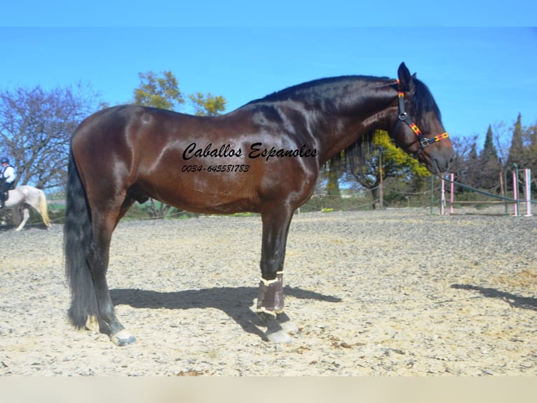 PRE Mix Ogier 5 lat 163 cm Ciemnogniada in Vejer de la Frontera