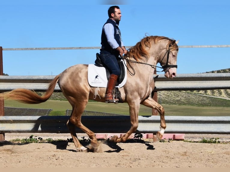 PRE Ogier 5 lat 163 cm Perłowa in Provinz Cordoba