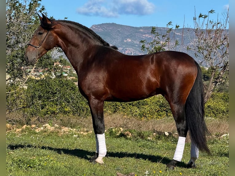 PRE Mix Ogier 5 lat 164 cm Ciemnogniada in Martfeld