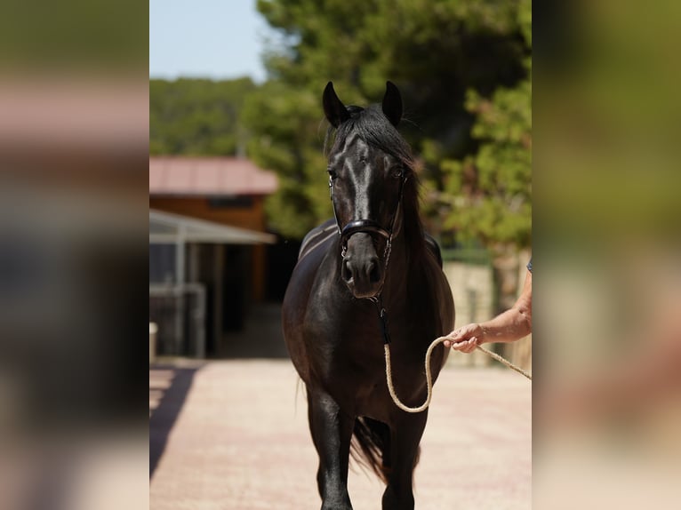 PRE Ogier 5 lat 164 cm Gniada in El Catllar