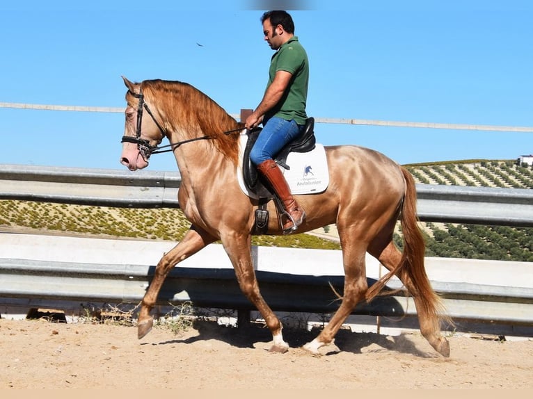 PRE Ogier 5 lat 164 cm Perłowa in Provinz Cordoba