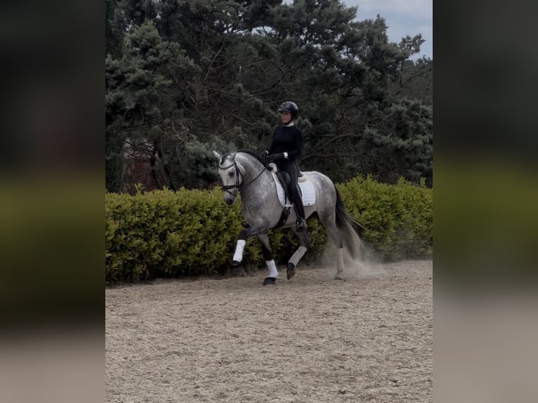 PRE Mix Ogier 5 lat 164 cm Siwa jabłkowita in Barcelona