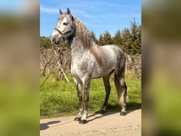 PRE Ogier 5 lat 164 cm Siwa in Caumont-sur-Durance