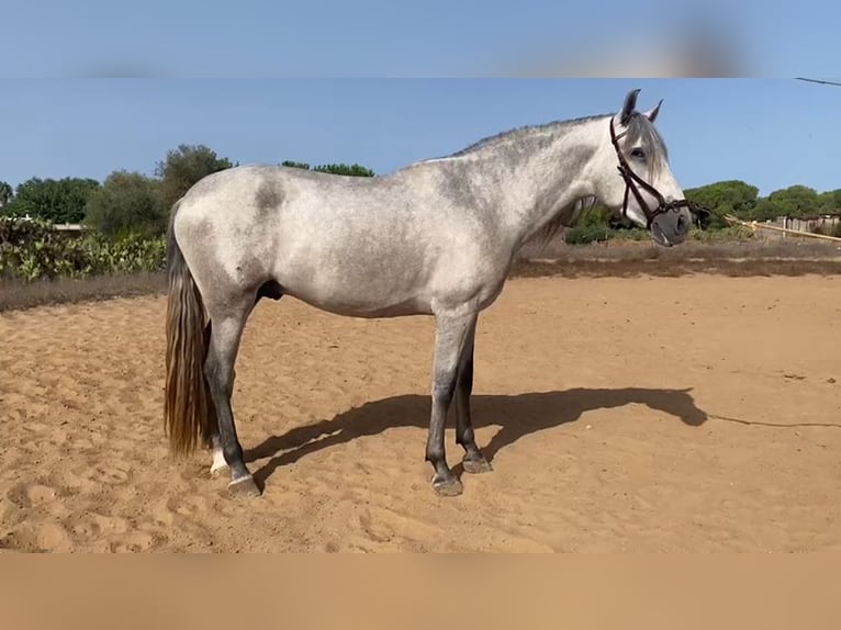 PRE Mix Ogier 5 lat 164 cm Siwa in Sevilla