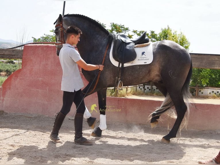 PRE Ogier 5 lat 164 cm Siwa in Provinz Granada