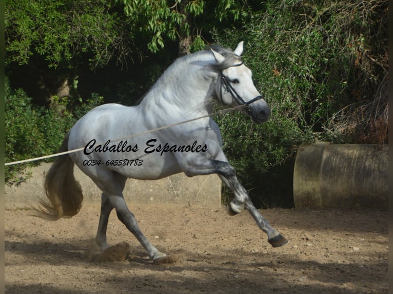 PRE Mix Ogier 5 lat 164 cm Siwa in Vejer de la Frontera
