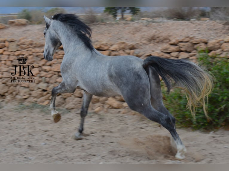 PRE Ogier 5 lat 164 cm Siwa in Tabernas Almeria