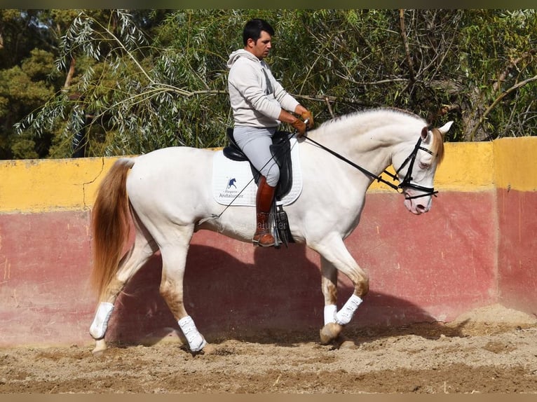PRE Ogier 5 lat 165 cm Perłowa in Provinz Malaga