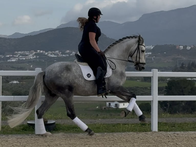PRE Ogier 5 lat 165 cm Siwa in Coín, Málaga