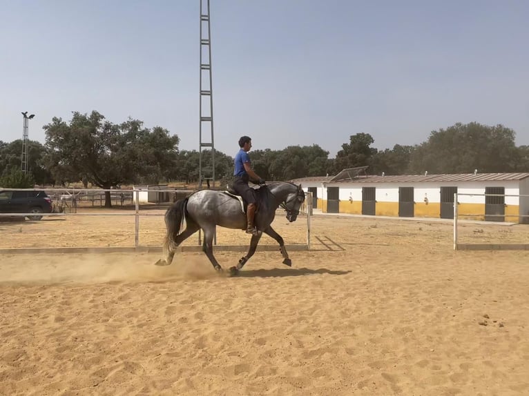 PRE Mix Ogier 5 lat 165 cm Siwa in Villanueva De Córdoba