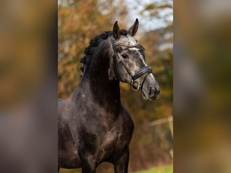 PRE Ogier 5 lat 165 cm Stalowosiwy in Krimpen aan den IJssel