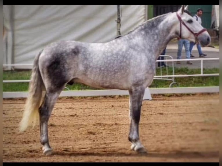 PRE Ogier 5 lat 166 cm Siwa jabłkowita in Monroy