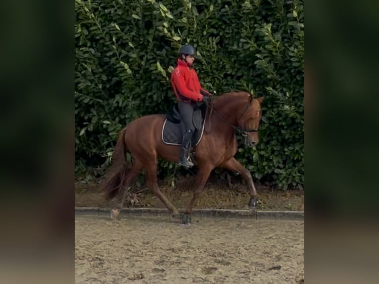 PRE Mix Ogier 5 lat 167 cm Kasztanowata in Beauvechain