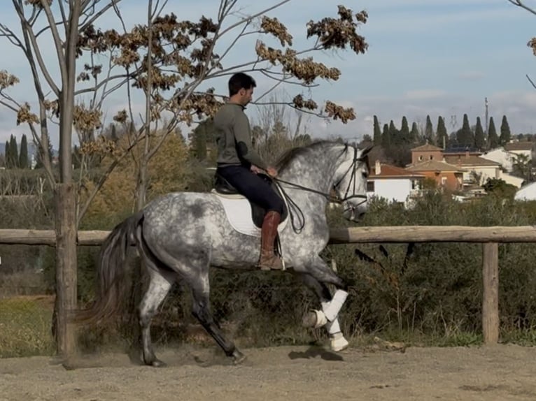 PRE Mix Ogier 5 lat 167 cm Siwa in Coín, Malaga