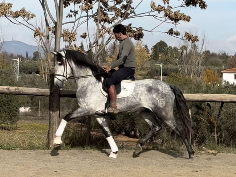 PRE Mix Ogier 5 lat 167 cm Siwa in Coín, Malaga