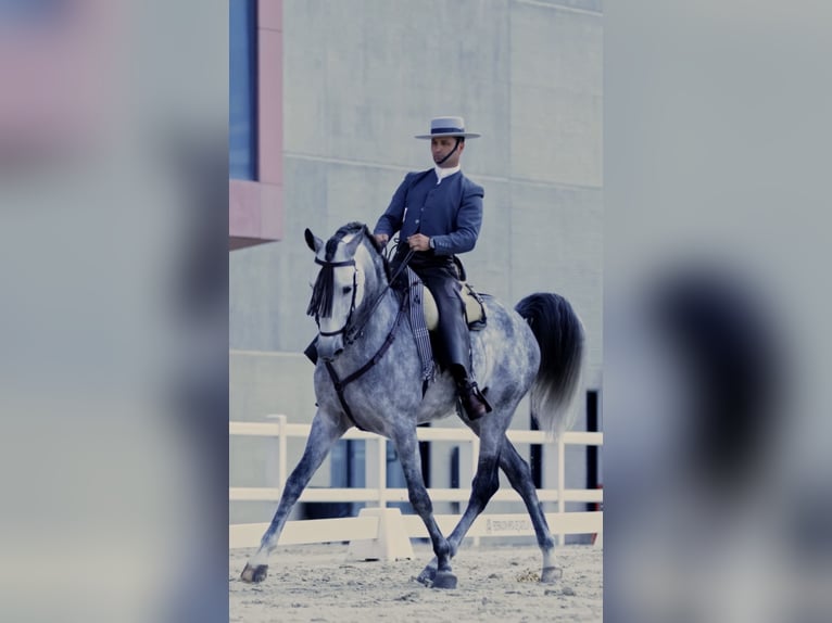 PRE Mix Ogier 5 lat 167 cm Siwa in Ciudad Rodrigo