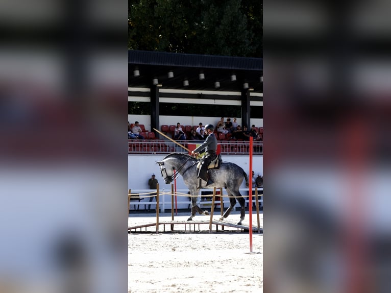 PRE Mix Ogier 5 lat 167 cm Siwa in Ciudad Rodrigo