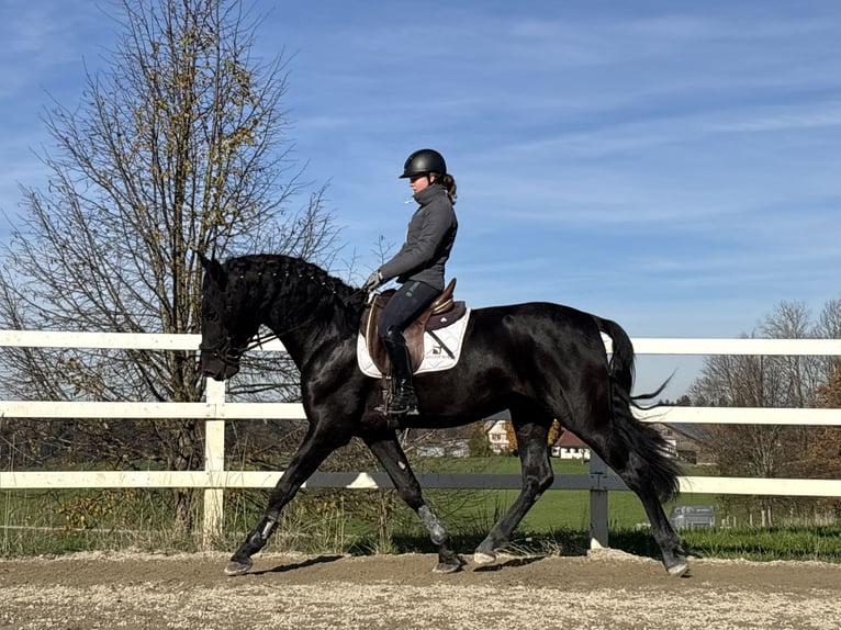 PRE Mix Ogier 5 lat 168 cm Kara in Sigmarszell