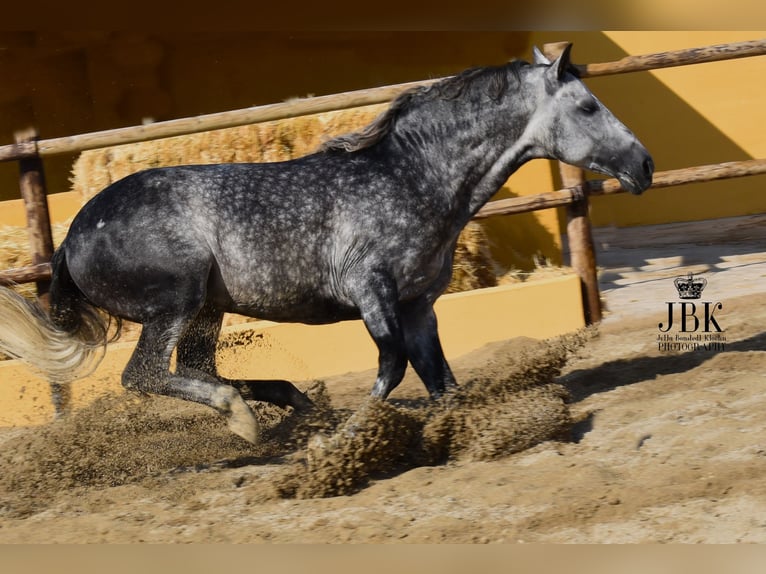 PRE Mix Ogier 5 lat 168 cm Siwa jabłkowita in Tabernas Almeria