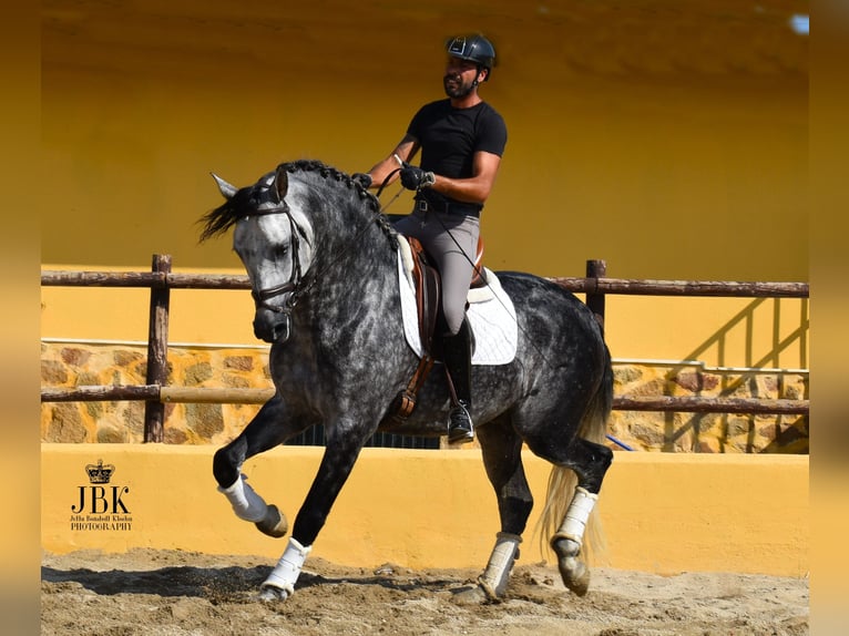 PRE Mix Ogier 5 lat 168 cm Siwa jabłkowita in Tabernas Almeria