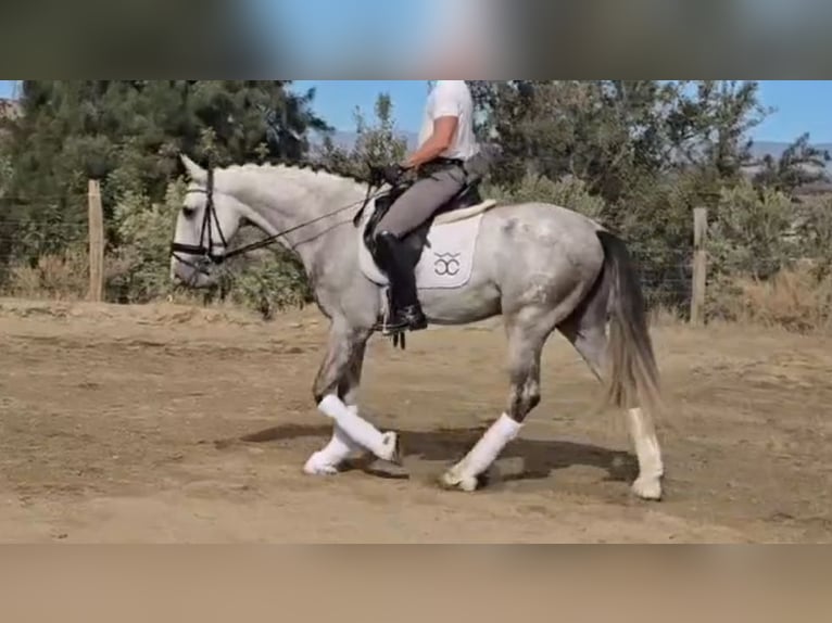 PRE Mix Ogier 5 lat 168 cm Siwa in Santa Perpetua de Mogoda