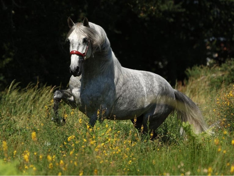 PRE Mix Ogier 5 lat 168 cm Siwa in Navas Del Madroño