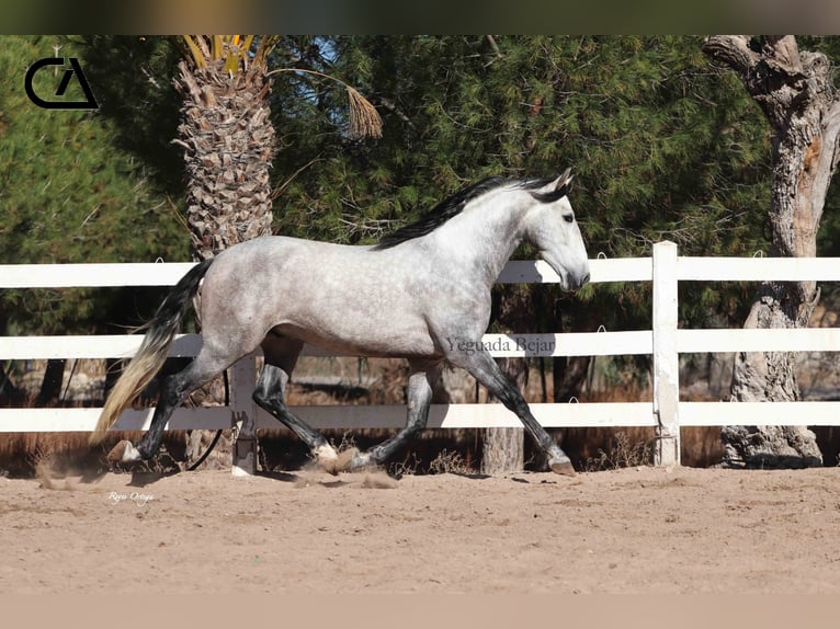 PRE Ogier 5 lat 169 cm Siwa jabłkowita in Puerto Lumbreras