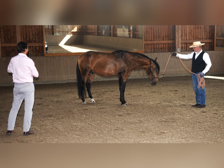 PRE Mix Ogier 5 lat 170 cm Bułana in Steinebach
