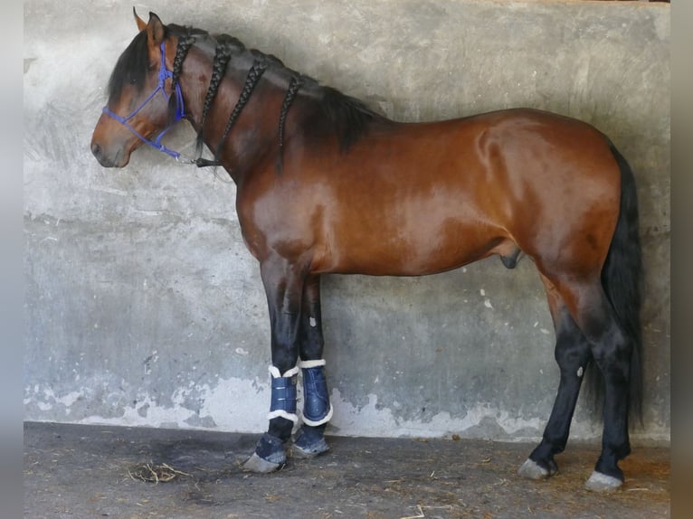 PRE Ogier 5 lat 170 cm Ciemnogniada in Barcelona