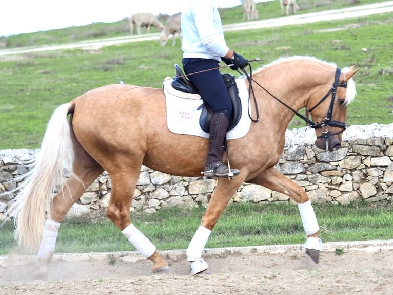 PRE Mix Ogier 5 lat 170 cm Izabelowata in NAVAS DEL MADRONO