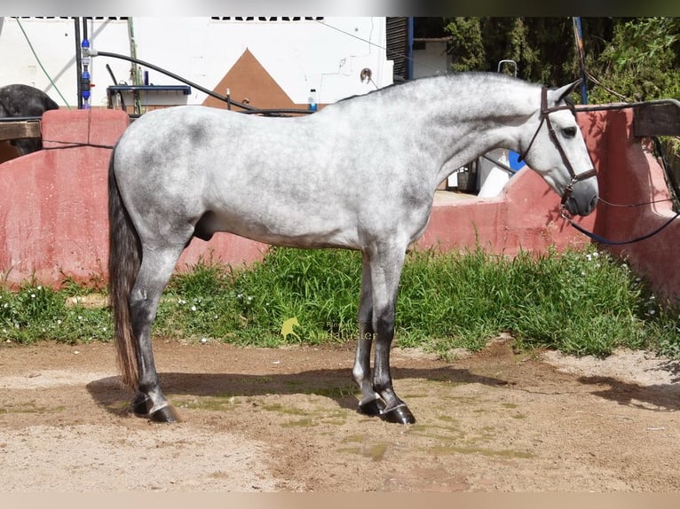 PRE Ogier 5 lat 170 cm Siwa in Provinz Granada