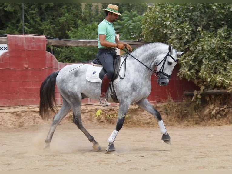 PRE Ogier 5 lat 170 cm Siwa in Provinz Granada