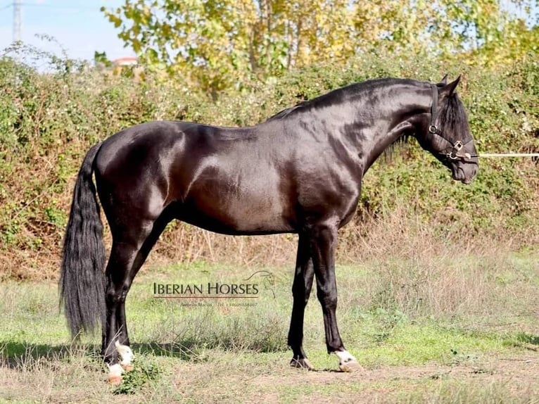 PRE Mix Ogier 5 lat 171 cm Kara in NAVAS DEL MADRONO