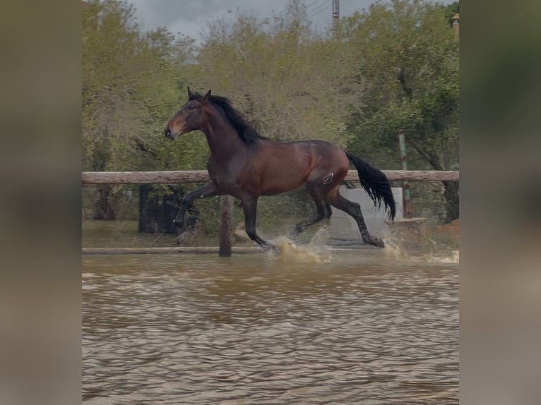 PRE Mix Ogier 5 lat 172 cm Ciemnogniada in Marchena