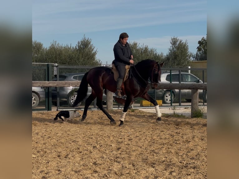 PRE Mix Ogier 5 lat 172 cm Ciemnogniada in Marchena