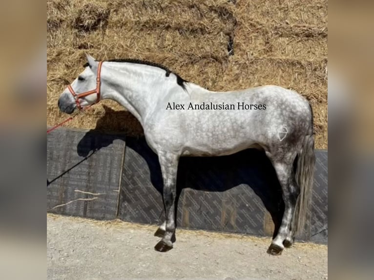 PRE Mix Ogier 5 lat 173 cm Siwa jabłkowita in Sevilla