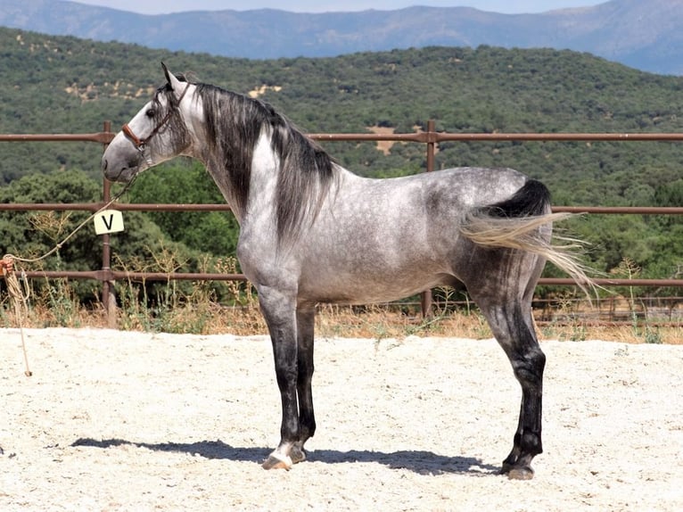 PRE Mix Ogier 5 lat 173 cm Siwa in Navas Del Madroño