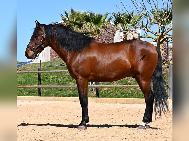PRE Mix Ogier 6 lat 157 cm Gniada in Menorca