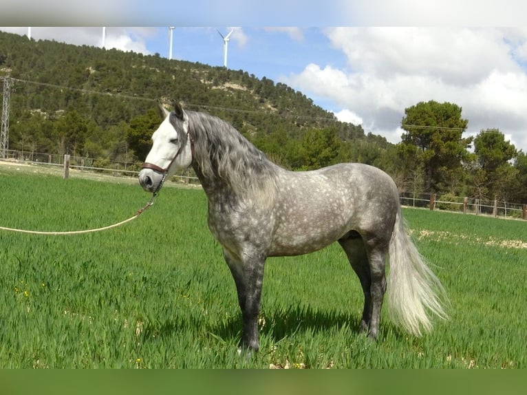PRE Ogier 6 lat 157 cm Siwa in Alpera