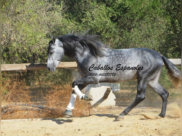 PRE Mix Ogier 6 lat 158 cm Siwa jabłkowita in Vejer de la Frontera