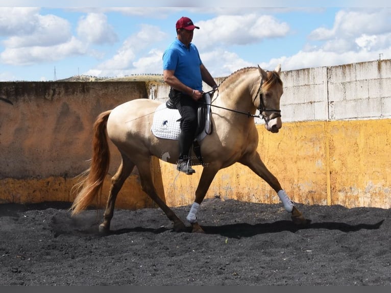PRE Ogier 6 lat 160 cm Perłowa in Provinz Granada