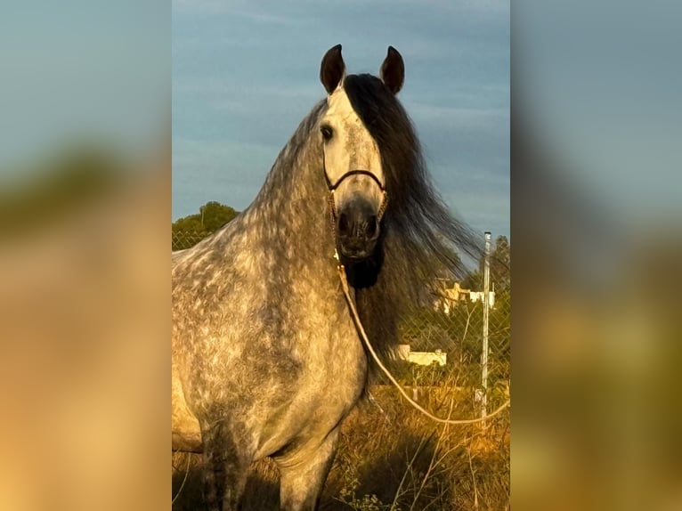 PRE Mix Ogier 6 lat 160 cm Siwa jabłkowita in Martfeld