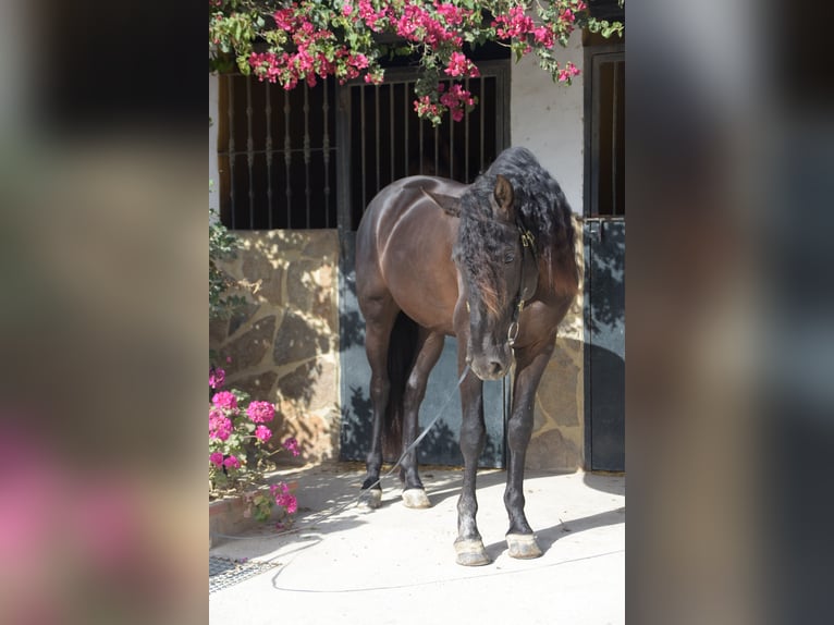 PRE Ogier 6 lat 161 cm Kara in Vejer de la Frontera