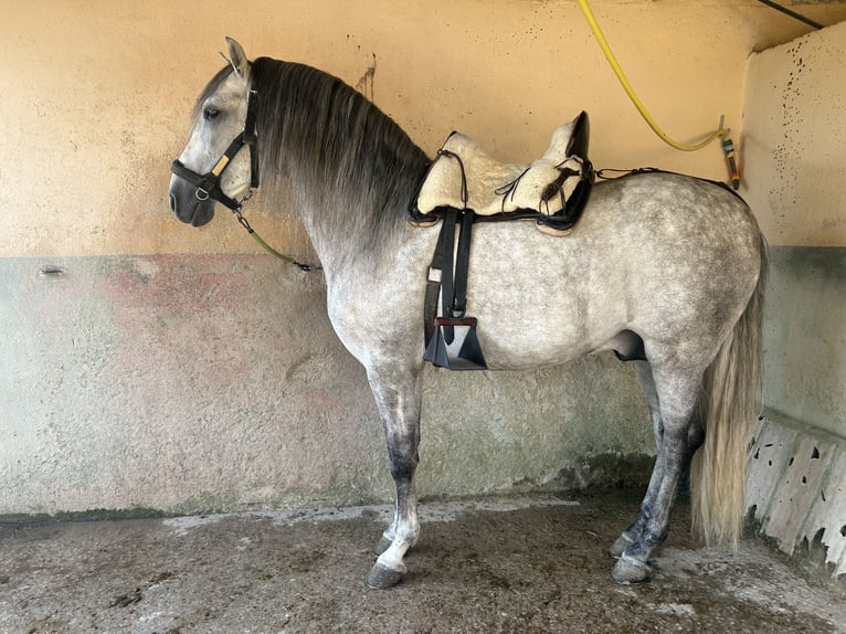 PRE Mix Ogier 6 lat 161 cm Siwa in Corro D'Amunt (Franqueses Del Valles, Les)