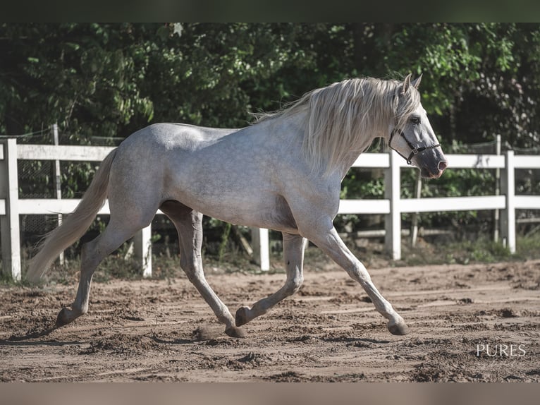 PRE Mix Ogier 6 lat 162 cm Biała in Loxstedt