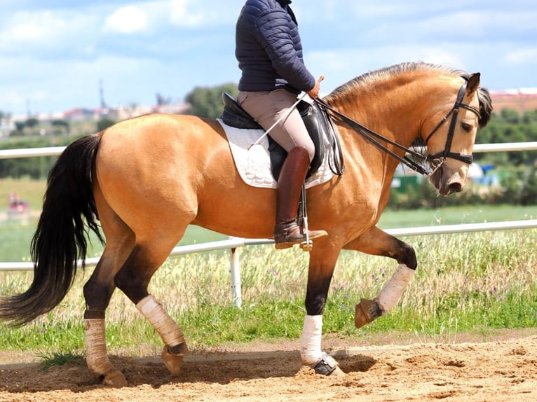 PRE Mix Ogier 6 lat 162 cm Bułana in Navas Del Madroño