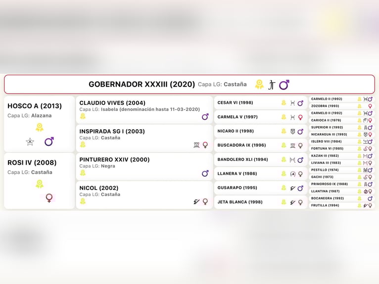 PRE Ogier 6 lat 162 cm Jelenia in HEUVELLAND