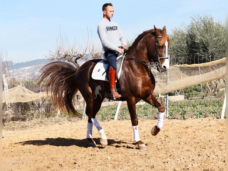 PRE Ogier 6 lat 162 cm Kasztanowata in Provinz Granada