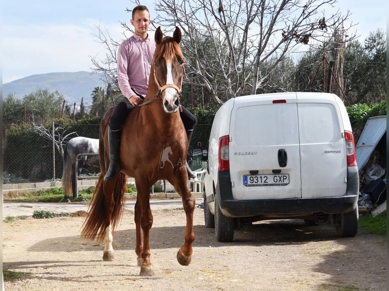 PRE Ogier 6 lat 162 cm Kasztanowata in Provinz Granada