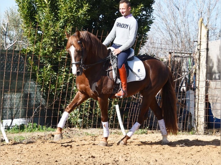 PRE Ogier 6 lat 162 cm Kasztanowata in Provinz Granada